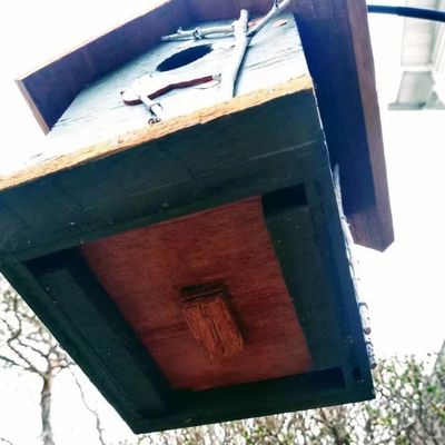 Cardeal pintado à mão e árvores de bétula madeira pájaro para conservacionistas de aves