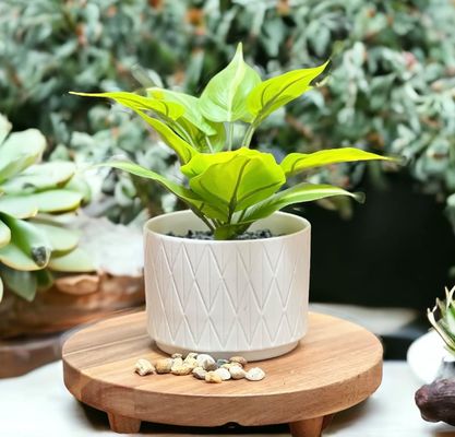 Acacia Wood Riser Round Pedestal Riser Board Pedestal de madeira para exposição de cozinha