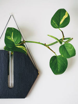 Estação de propagação Moderno Mini caixa de madeira plantação de parede para varanda e parede decoração vasos