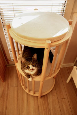 Função Economize espaço Madeira sólida Ninho de gatos 2 Nível Mobiliário de gato Árvore Casa de gato Cova cama