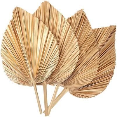 Logotipo Vitalucks Eco-Friendly Compostable Hand 4 Pcs Large Natural Gold Folhas de Palmeira Secas