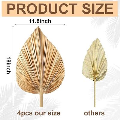 Logotipo Vitalucks Eco-Friendly Compostable Hand 4 Pcs Large Natural Gold Folhas de Palmeira Secas